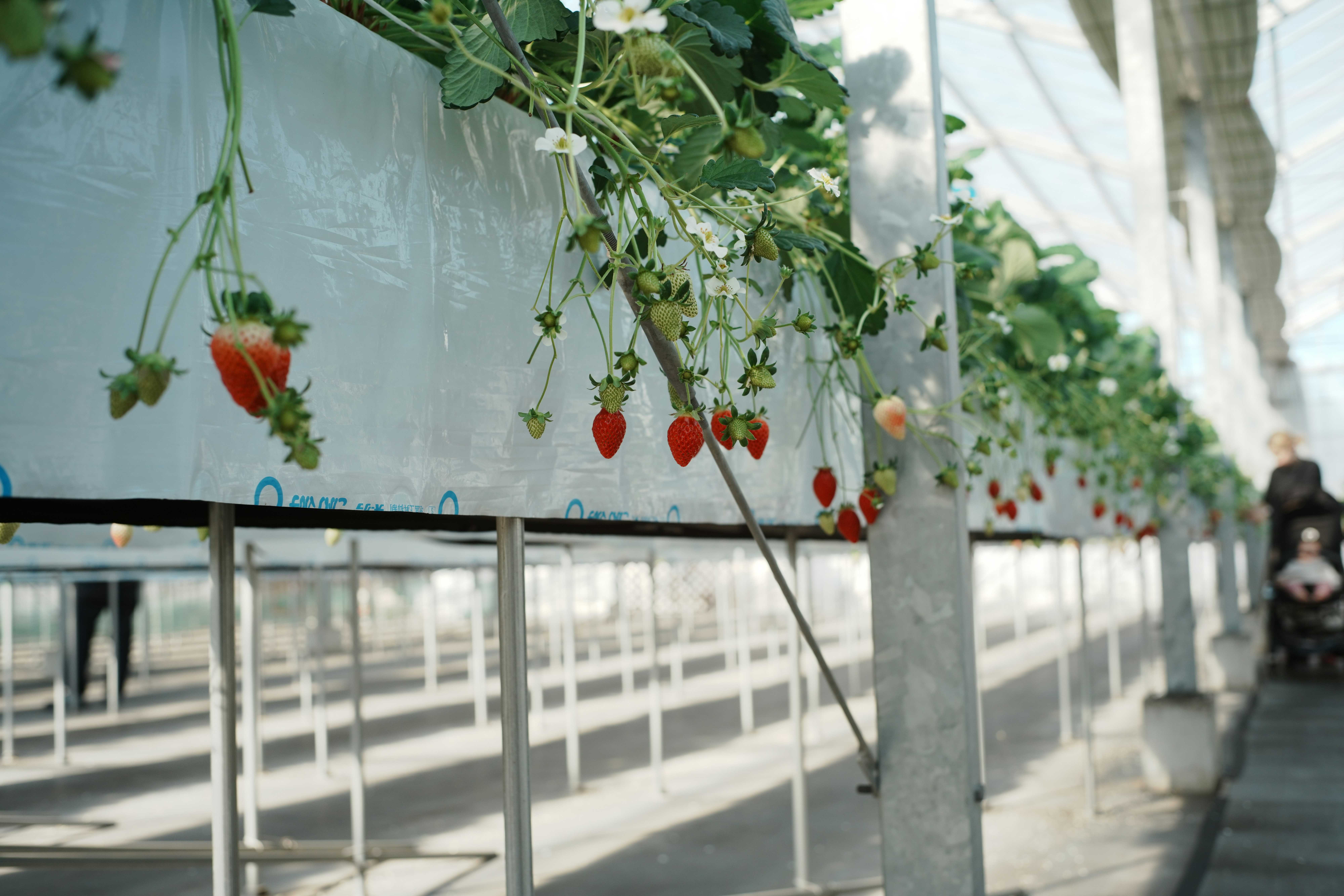 Fraises hydroponiques premium - AGRINOVA-FARM Sénégal