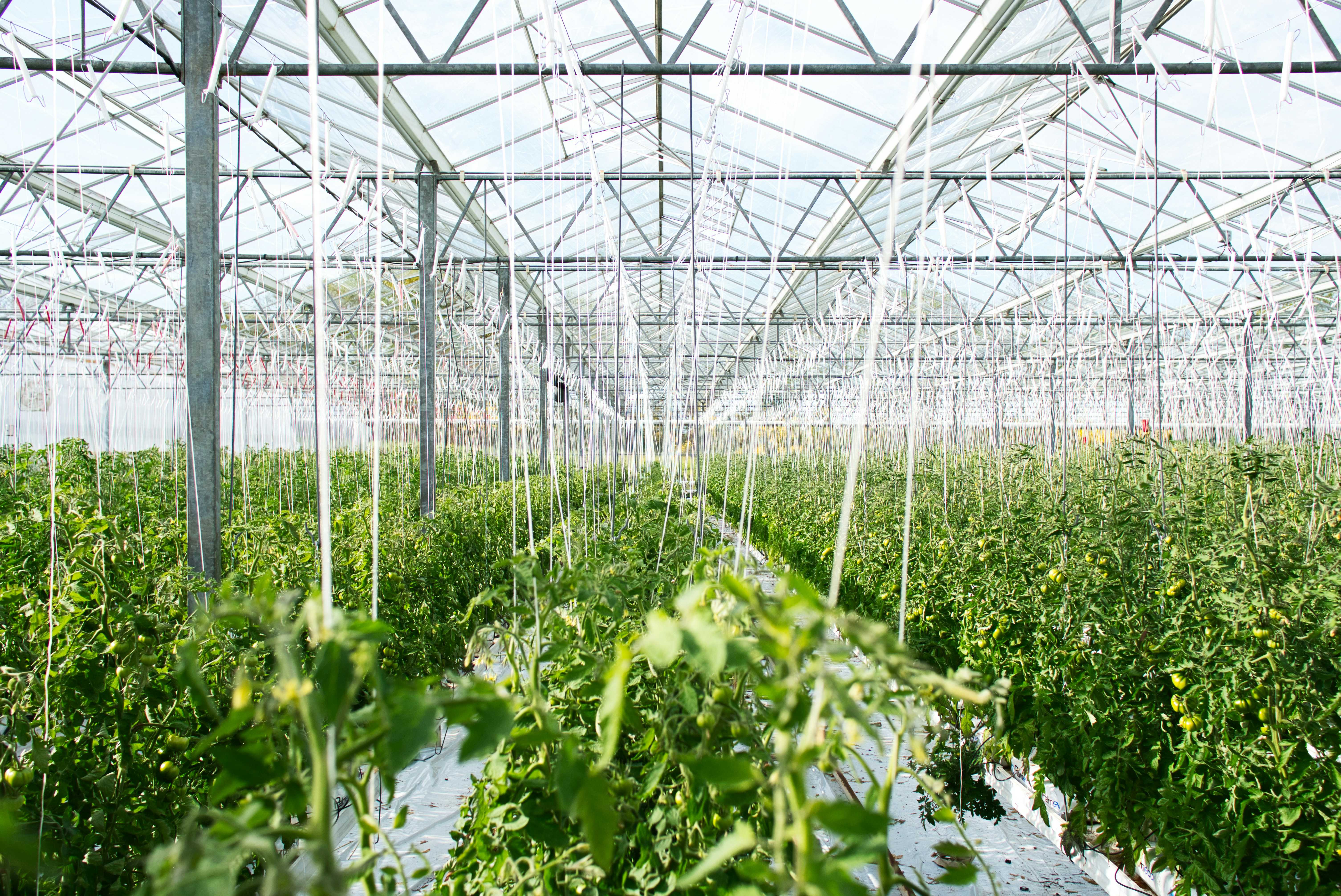 Tomates hydroponiques premium - AGRINOVA-FARM Sénégal